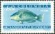 Colnect-5056-333--Blue--Parrotfish-Scarus-coeruleus.jpg