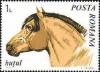 Colnect-571-444-Huzule-Horse-Equus-ferus-caballus.jpg