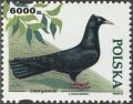 Colnect-4715-421-Gdansk-High-Fliers-Columba-livia-forma-domestica.jpg