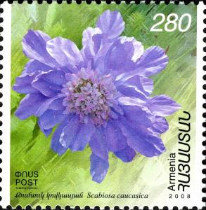 Colnect-2184-842-Flowers-Scabiosa-caucasica.jpg