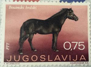 Bosnian_Mountain_Horse_%28Bosnian_Pony%29.jpg