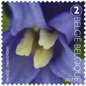 Colnect-3898-927-Anthers-of-Common-Bluebell.jpg