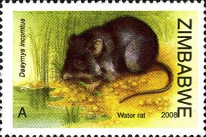 Colnect-554-146-African-Marsh-Rat-Dasymys-incomtus-.jpg