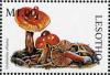 Colnect-1736-200-Cortinarius-obtusus.jpg