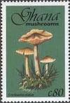 Colnect-2389-598-Cortinarius-Elatior.jpg