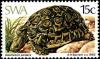 Colnect-5209-165-Leopard-Tortoise-Geochelone-pardalis.jpg