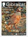 Colnect-5577-088-Barbary-Partridge-Alectoris-barbara.jpg