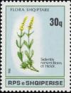 Colnect-722-262-Ironwort-Sideritis-raeseri.jpg