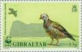 Colnect-120-621-Barbary-Partridge-Alectoris-barbara.jpg