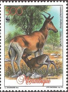 Colnect-1122-560-Lichtenstein--s-Hartebeest-Alcelaphus-lichtensteini.jpg