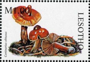 Colnect-1736-200-Cortinarius-obtusus.jpg