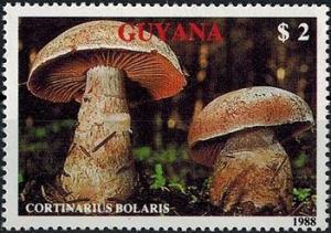 Colnect-2929-821-Cortinarius-bolaris.jpg