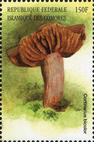 Colnect-3038-220-Cortinarius-bicolor.jpg