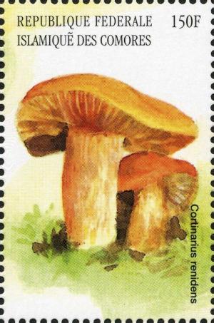 Colnect-3038-221-Cortinarius-renidens.jpg