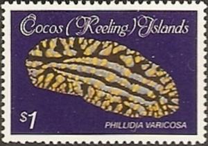 Colnect-3087-876-Varicose-Wart-Slug-Phillidia-varicosa.jpg