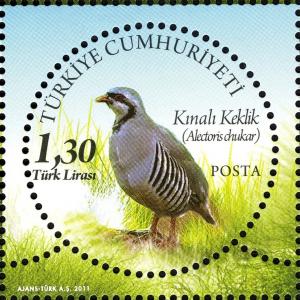 Colnect-994-683-Chukar-Partridge-Alectoris-chukar.jpg