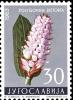 Colnect-5501-902-Bistort-Polygonum-bistorta.jpg