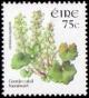 Colnect-617-117-Navelwort-Umbilicus-rupestris.jpg