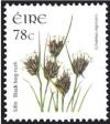 Colnect-1718-902-Black-Bog-rush---Schoenus-nigricans.jpg