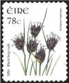 Colnect-1718-923-Black-Bog-rush---Schoenus-nigricans.jpg