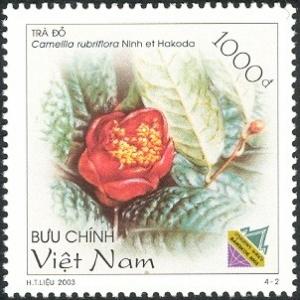 Colnect-1621-013-Camellia-rubriflora-Ninh-et-Hakoda.jpg