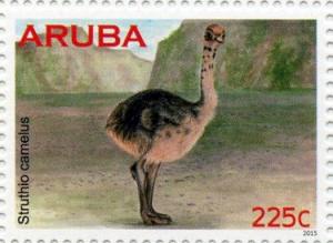 Colnect-3136-431-Ostrich-Struthio-camelus---juvenile.jpg