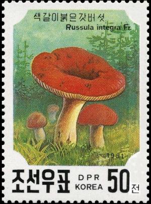 Colnect-3518-860-Russula-Integra.jpg