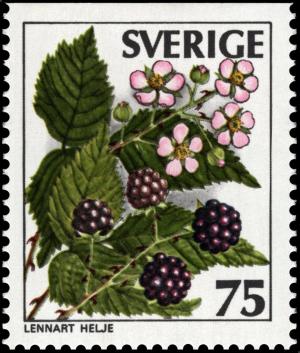 Colnect-4337-586-Rubus-fruticans.jpg