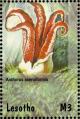 Colnect-1736-230-Russula-emetica.jpg