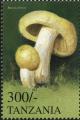 Colnect-3267-899-Russula-foetens.jpg