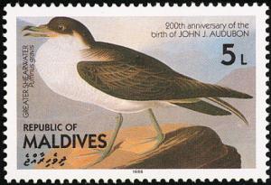 Colnect-1631-819-Greater-Shearwater-nbsp-Puffinus-gravis.jpg