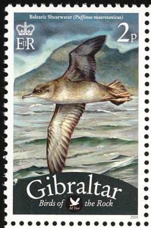 Colnect-2172-186-Balearic-Shearwater-Puffinus-mauretanicus.jpg