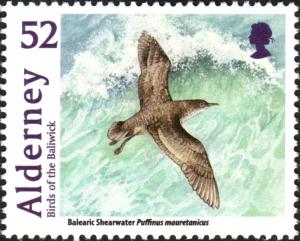 Colnect-5461-944-Balearic-Shearwater-Puffinus-mauretanicus-.jpg