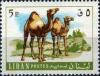 Colnect-1364-650-Dromedary-Camelus-dromedarius.jpg