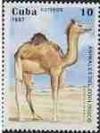 Colnect-1451-388-Dromedary-Camelus-dromedarius.jpg