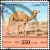 Colnect-3063-907-Dromedary-Camelus-dromedarius.jpg