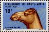 Colnect-508-197-Dromedary-Camelus-dromedarius.jpg