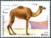 Colnect-5991-512-Dromedary-Camelus-dromedarius.jpg