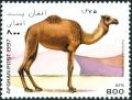 Colnect-5991-512-Dromedary-Camelus-dromedarius.jpg