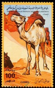 Colnect-4734-998-Dromedary-Camelus-dromedarius.jpg