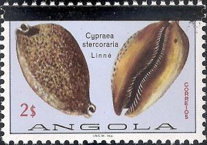 Colnect-1107-441-Rat-Cowry-Cypraea-stercoraria.jpg