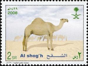 Colnect-1676-709-Dromedary-Camelus-dromedarius.jpg