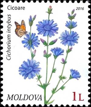 Colnect-3267-941-Chicory-Cichorium-Intybus.jpg