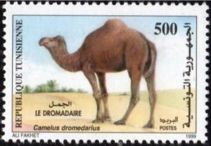 Colnect-4511-184-Dromedary-Camelus-dromedarius.jpg