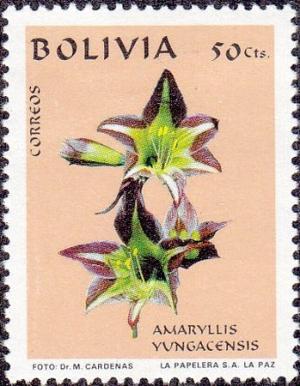 Colnect-4548-946-Amaryllis-yungacensis.jpg