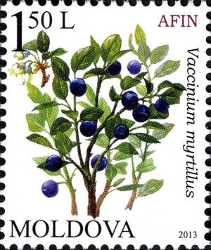 Colnect-5088-030-Blueberry-Vaccinium-myrtillus.jpg