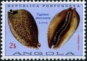 Colnect-6006-550-Rat-Cowry-Cypraea-stercoraria.jpg