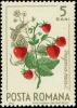 Colnect-5043-456-Woodland-strawberry-Fragaria-vesca--amp--butterfly.jpg