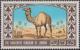 Colnect-1465-558-Dromedary-Camelus-dromedarius.jpg