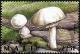 Colnect-2607-012-European-Solitary-Lepidella-Amanita-solitaria.jpg